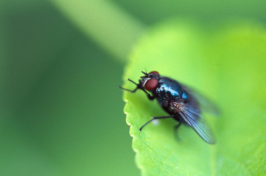 Bluebottle Fly Photograph by Paul Whitten