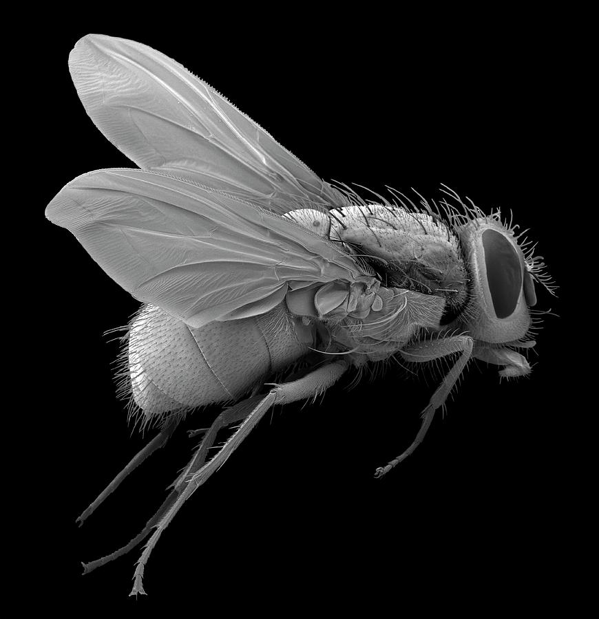 Bluebottle Fly Photograph By Steve Gschmeissner Science Photo Library Fine Art America