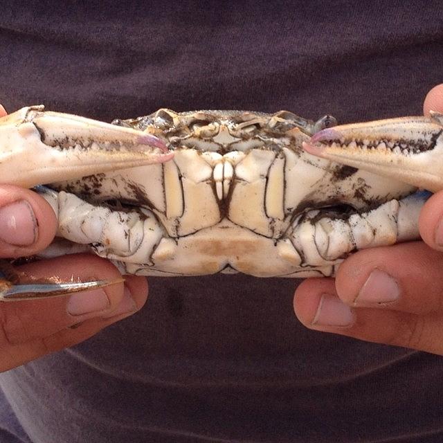 #bluecrab Smile. Photo By Theo Photograph by Jill P