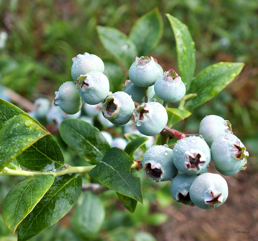 Bluecrop Blueberries Photograph by Duane McCullough