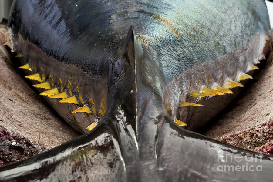Bluefins Photograph by Scott Kerrigan
