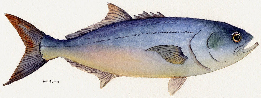 Bluefish Painting by Heidi Gallo