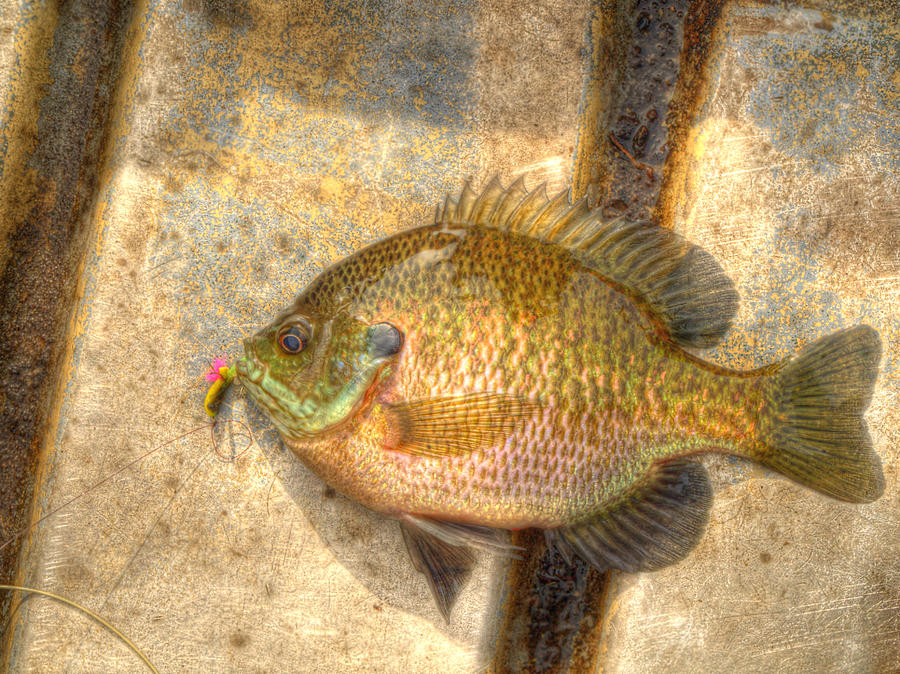 Bluegill In HDR Photograph by Thomas Young
