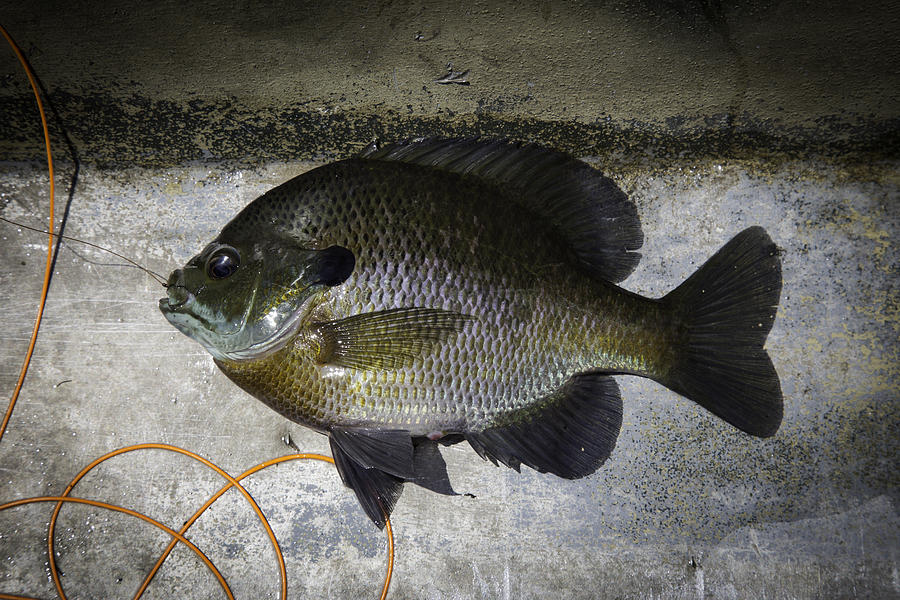 Bluegill Photograph by Thomas Young