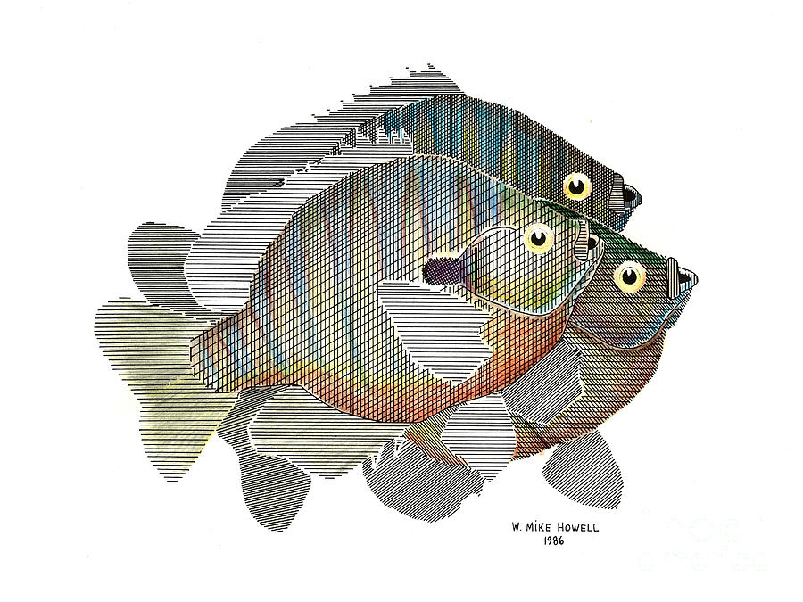 Bluegill Trio Drawing by Mike Howell - Fine Art America