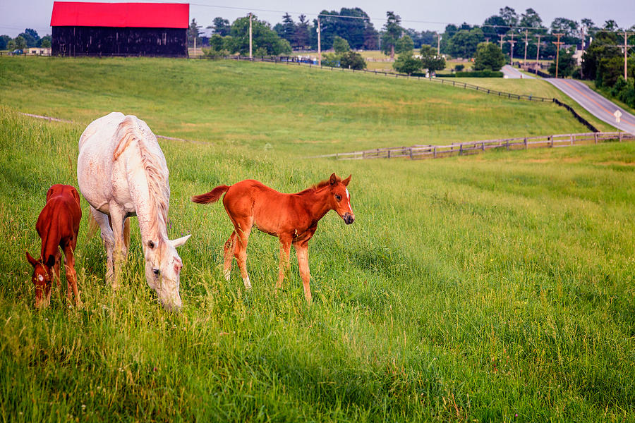 Bluegrass pasture Photograph by Alexey Stiop