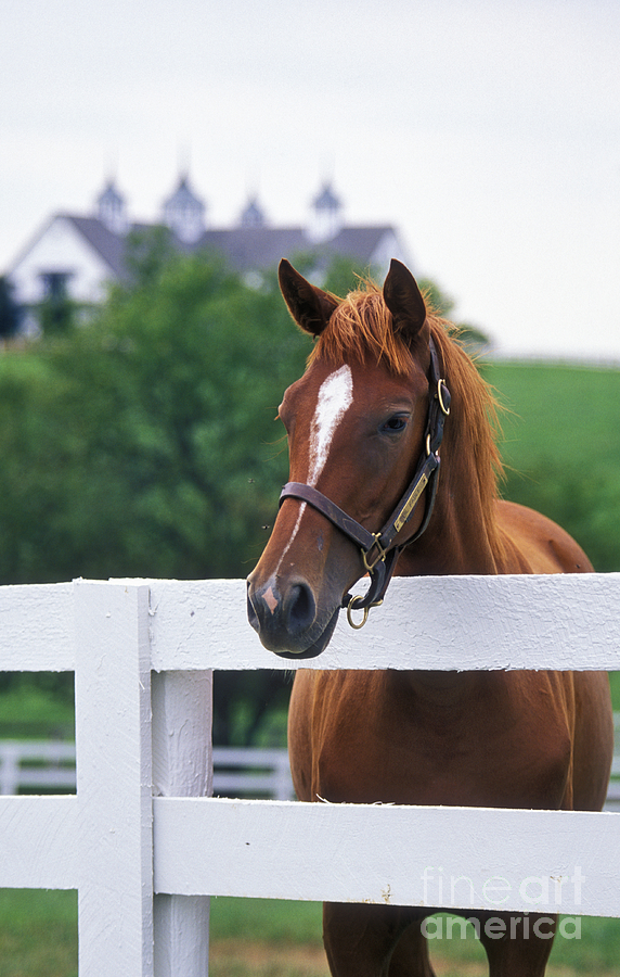 Horse Photograph - Bluegrass Thoroughbred - FS000112 by Daniel Dempster