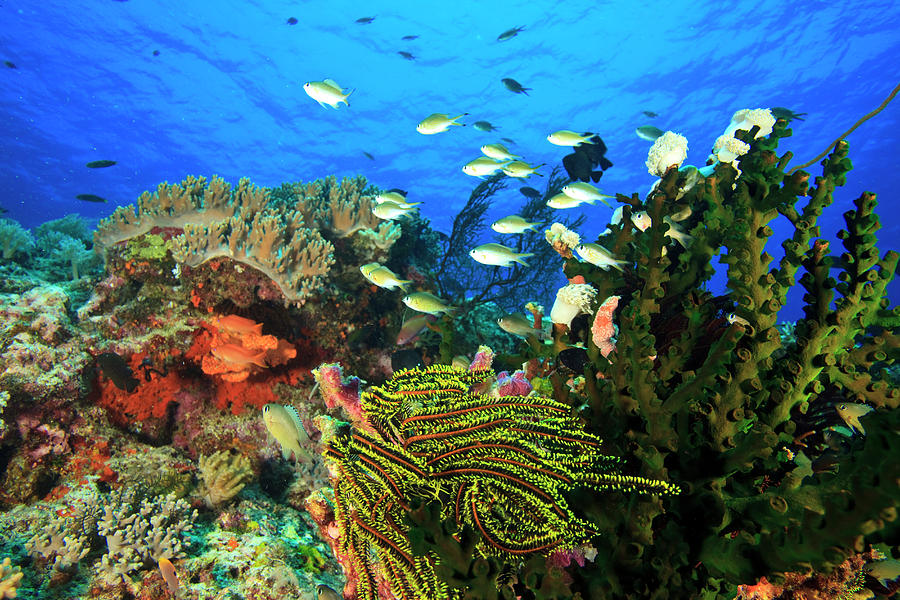 Bluegreen Chromis (chromis Virida Photograph by Stuart Westmorland ...