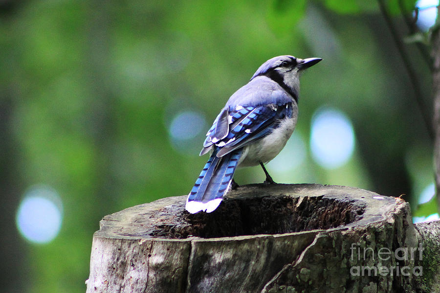 Bluejay Photograph by Alyce Taylor