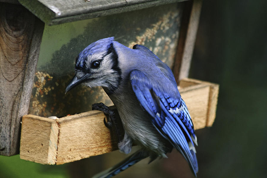 Bluejay at Lunch Photograph by Richard Gregurich
