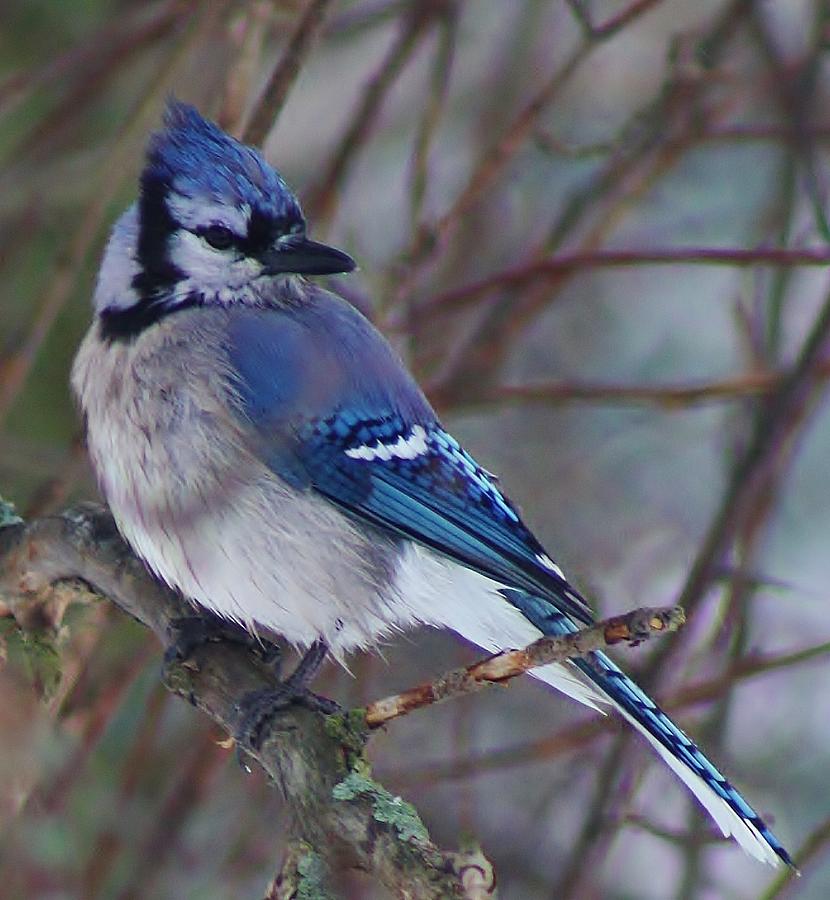 Bluejay Photograph by Bruce Bley