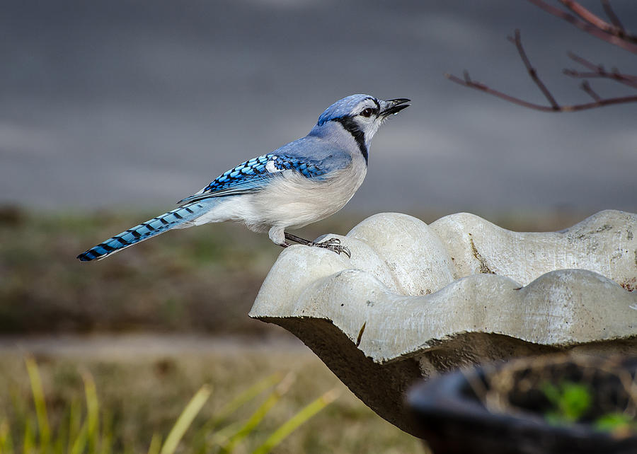 Bluejay Photograph by David Downs