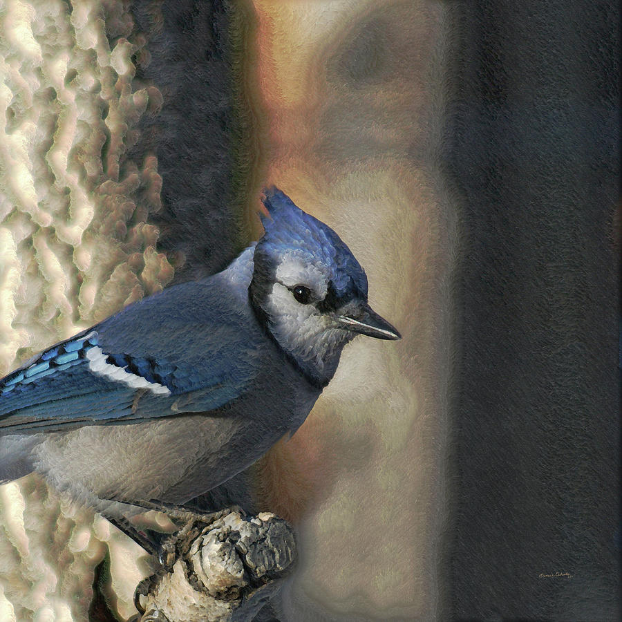 Bird Photograph - Bluejay Digitally enhanced by Ernest Echols