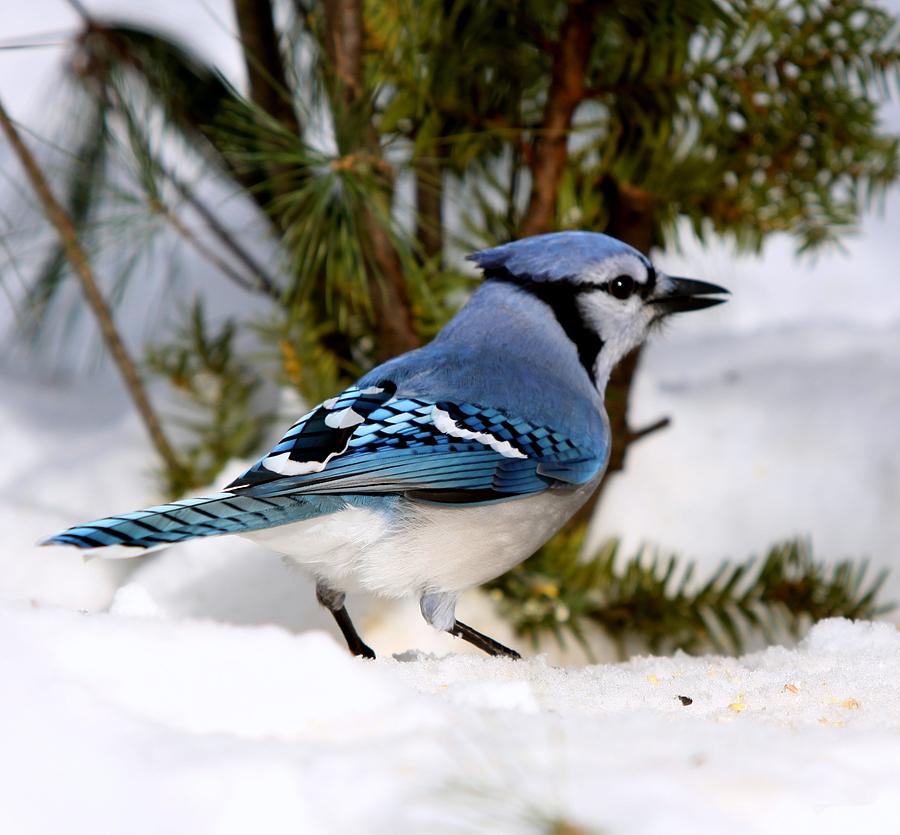 Bluejay Bird Photograph - Bluejay by Edward Kocienski
