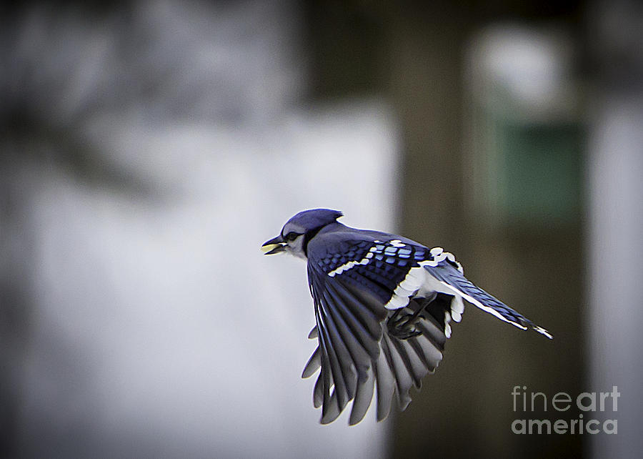 Bluejay in Flight Photograph by Brad Marzolf Photography
