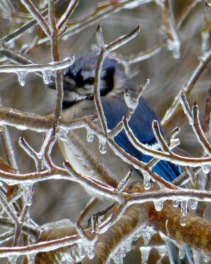 Bluejay in Ice Palace Photograph by Jean Wright