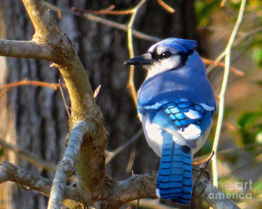 Bluejay in Morning Light Photograph by Jean Wright