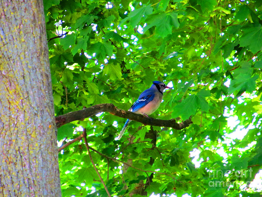 Bluejay In Springtime Photograph