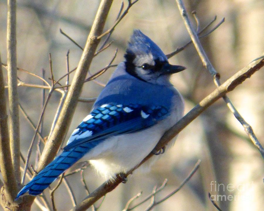 Bluejay Photograph by Jean Wright