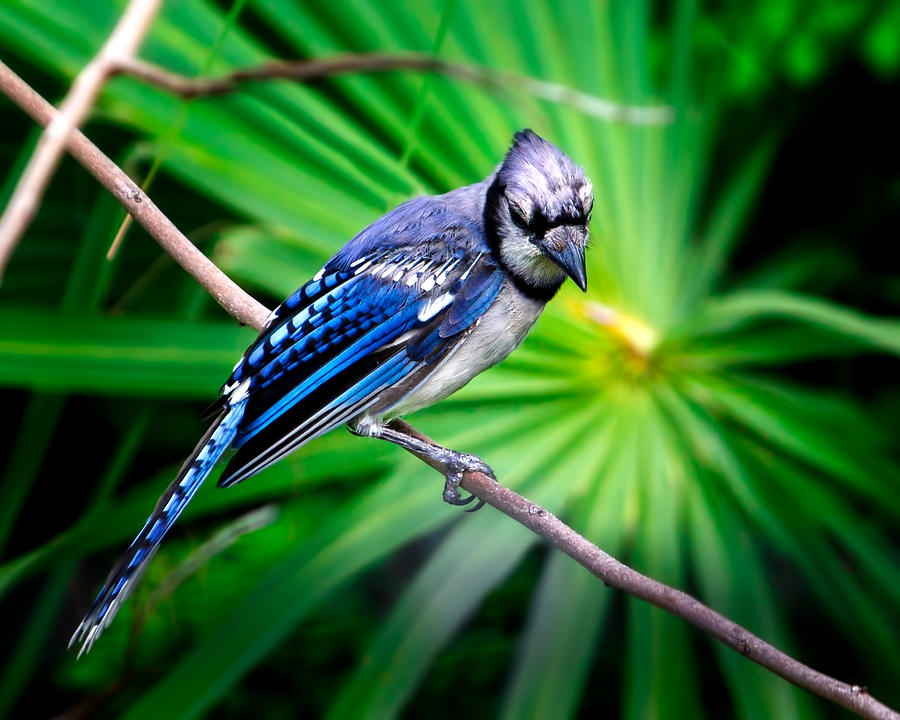 Blue Jay Photograph - Thoughtful Bluejay by Mark Andrew Thomas