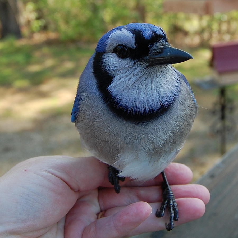 Bluejay Photograph by Mim White