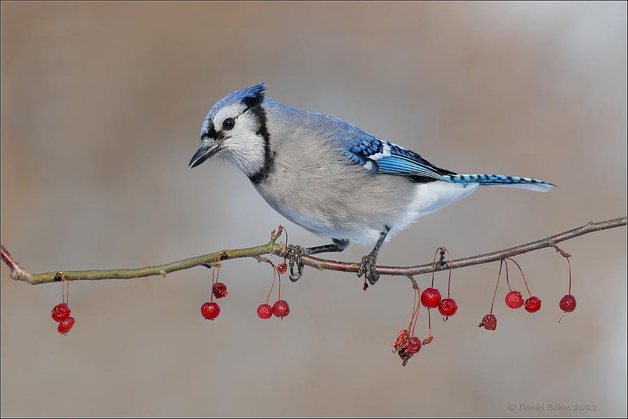 Bluejay on Red Berries Photograph by Daniel Behm