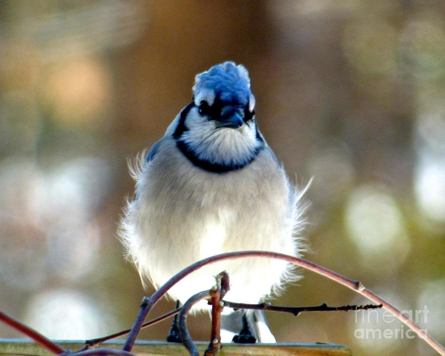 Bluejay Pompadour Photograph by Jean Wright