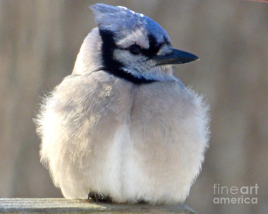 Bluejay Profile Photograph by Jean Wright