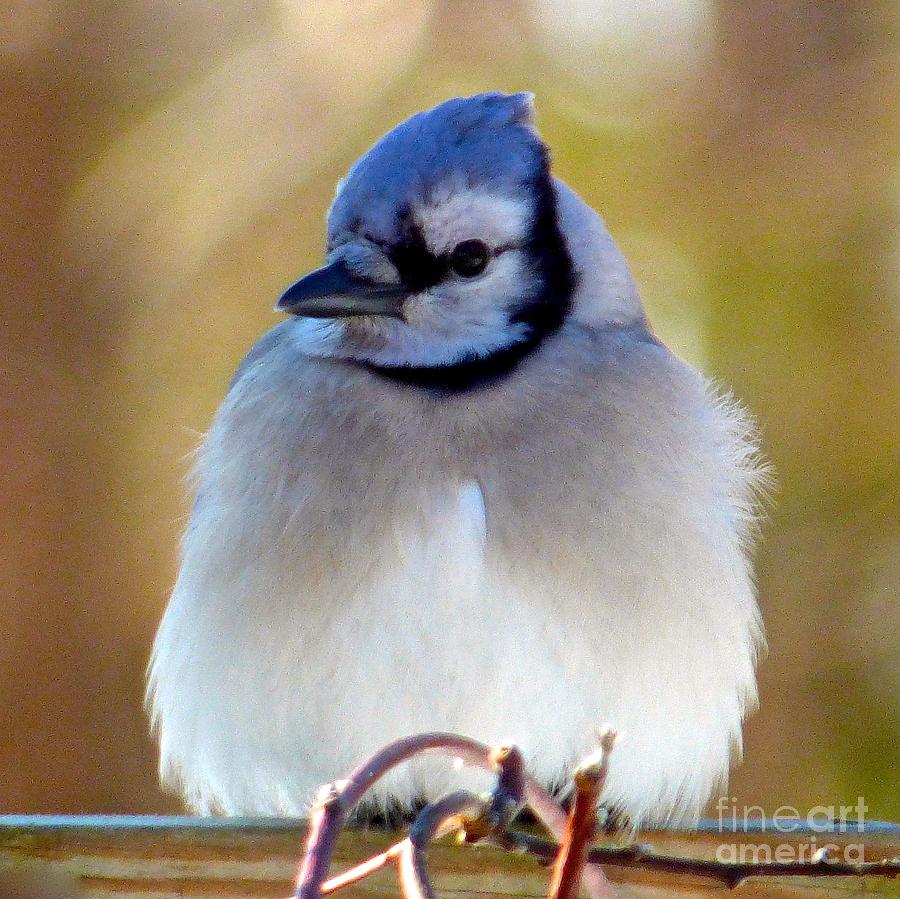 Bluejay Puffball Photograph by Jean Wright