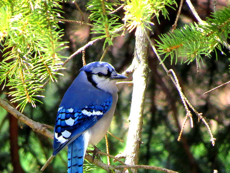Bird Photograph - Bluejay by Stephen Melcher