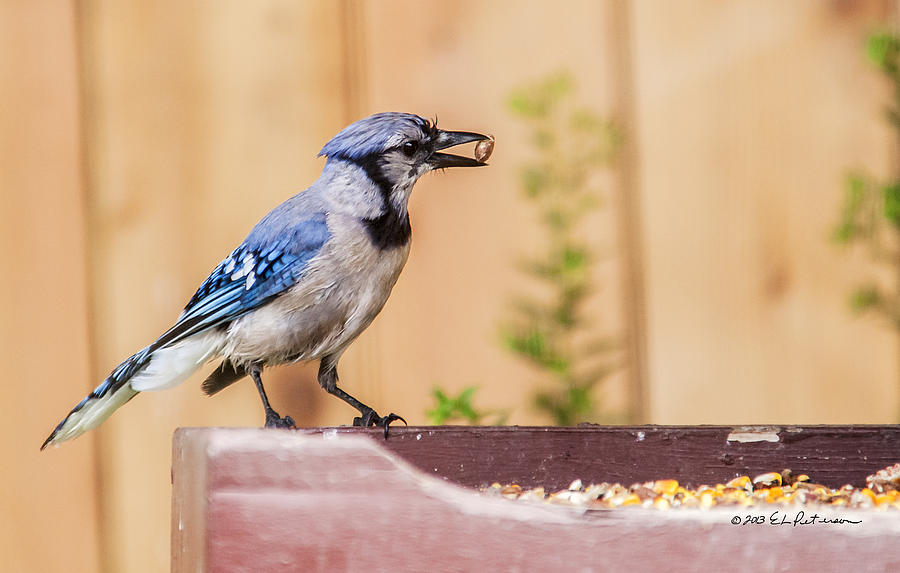 Bluejay With Nut Photograph by Ed Peterson
