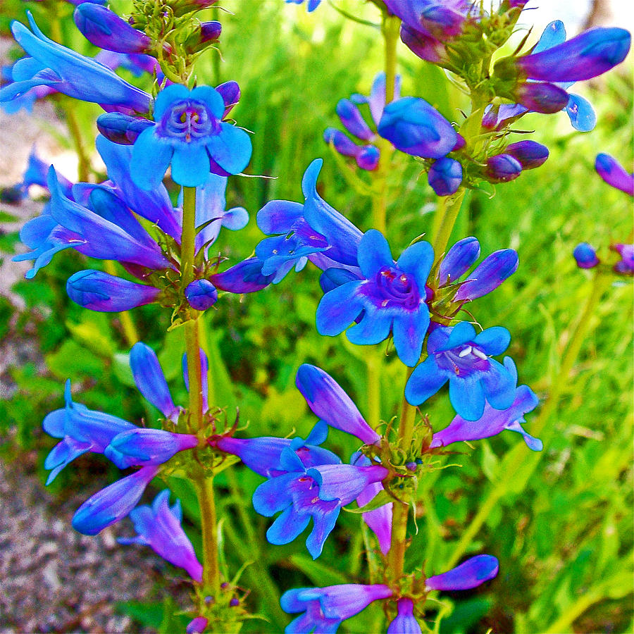 Bluemist Penstemon in Sawtooth National Recreation Area-Idaho