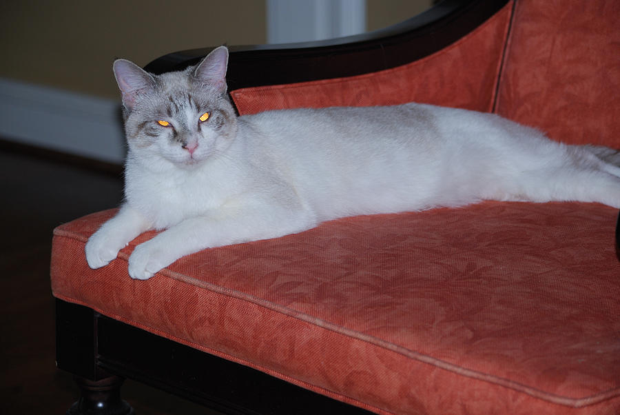 Bluepoint Siamese Photograph by Eric Armstrong