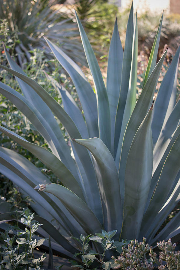 Blues and Greens of an Agave Americana Photograph by Aaron Burrows