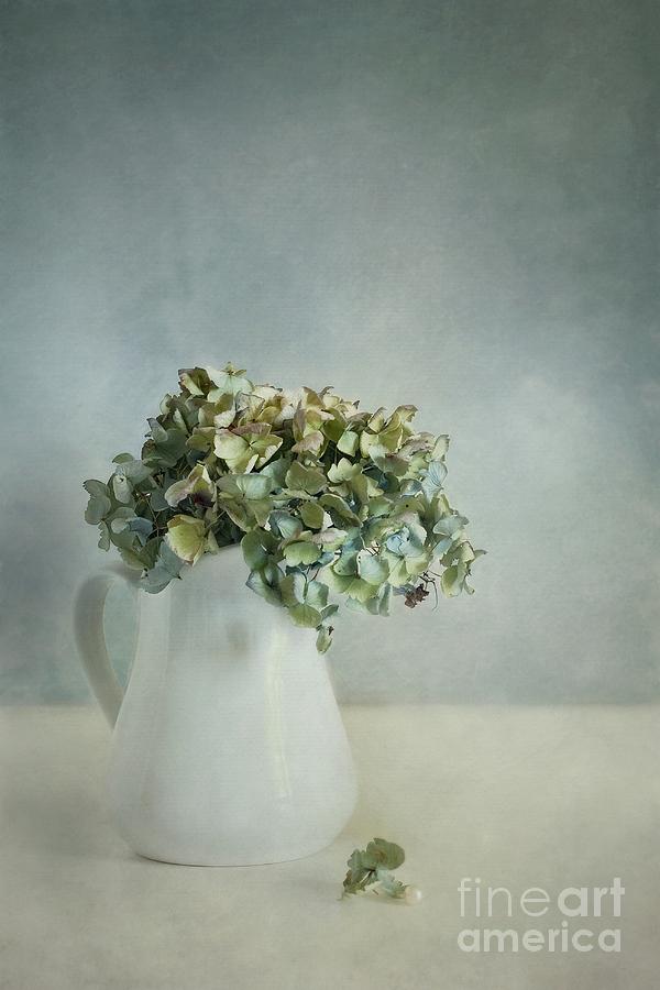 Hydrangea Photograph - Blues by Priska Wettstein Hydrangea Photograph - Blues by Priska Wettstein