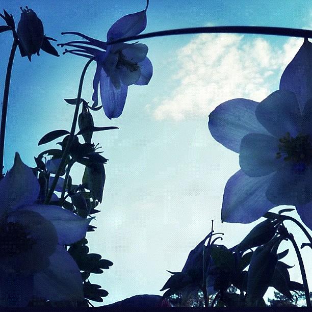 Flower Photograph - Bluesky Flowers #flowers by Jeff Seim