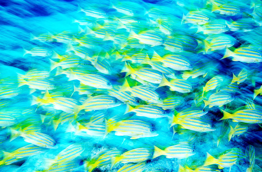 Bluestriped Snapper Photograph by F. Stuart Westmorland
