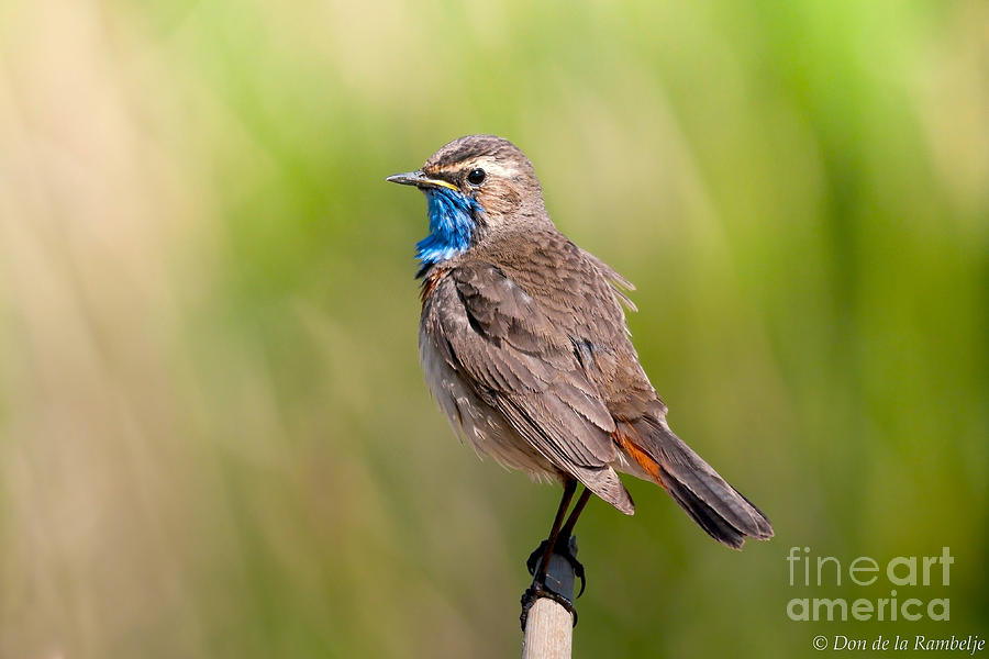 Bird Photograph - Bluethroat by Don De la Rambelje