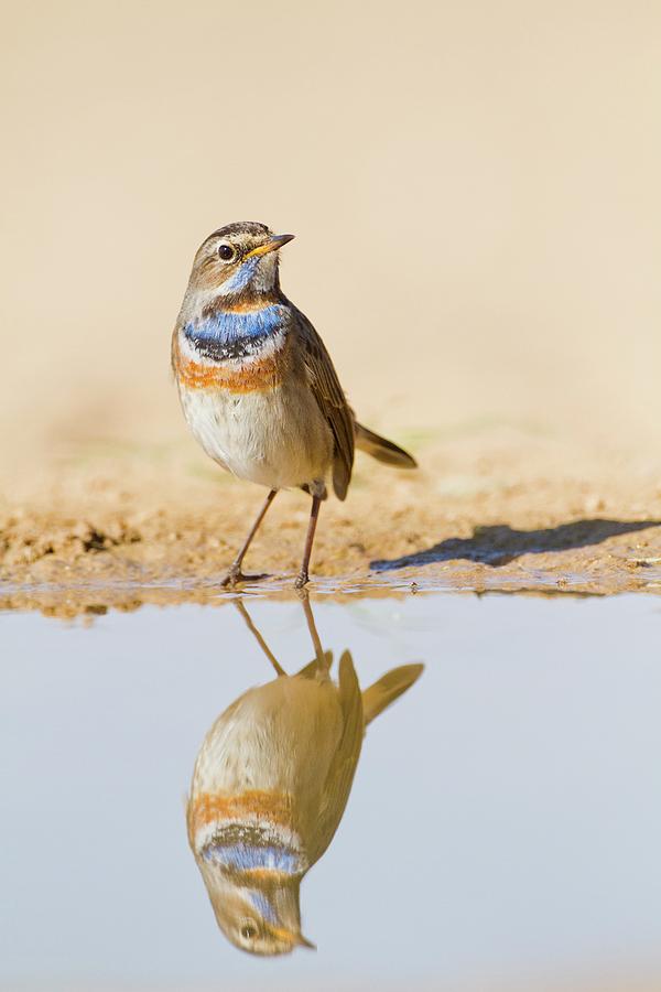 Bluethroat Luscinia Svecica Photograph By Photostock Israel