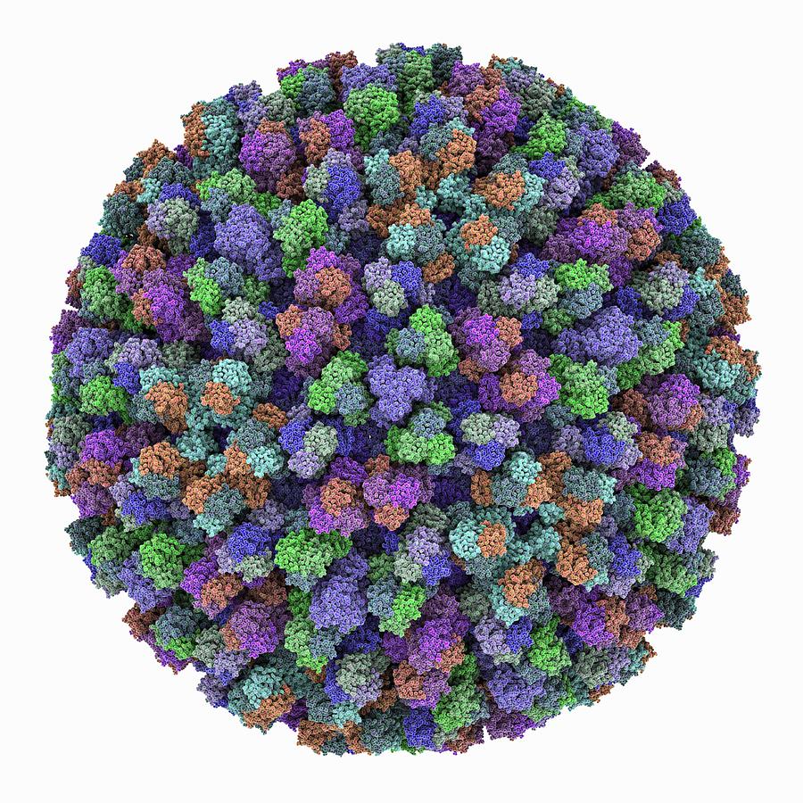 Bluetongue Virus Capsid Photograph By Science Photo Library   Bluetongue Virus Capsid Science Photo Library 