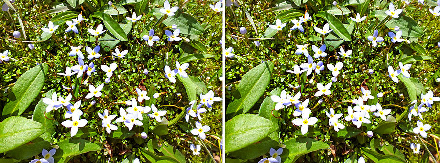 Bluets in Stereo Photograph by Duane McCullough