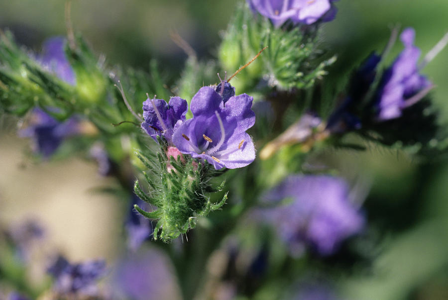 Blueweed (echium Vulgare) Photograph by Sally Mccrae Kuyper/science ...