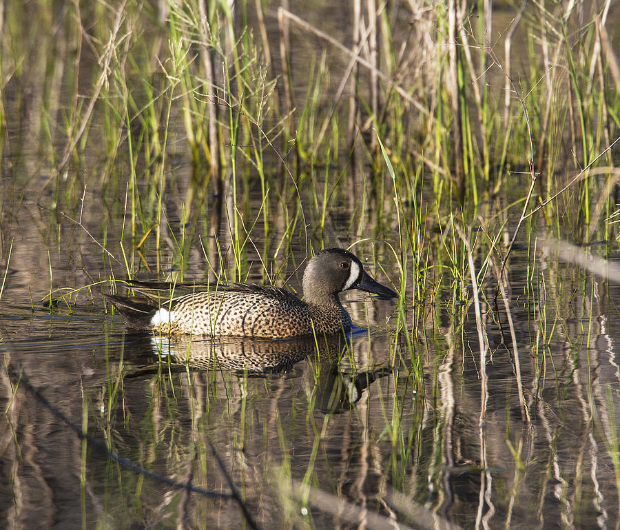 Duck Photograph - Bluewing Teal by Doug Lloyd