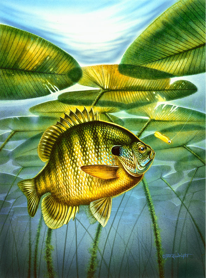 Blugill and lilypads Painting by JQ Licensing