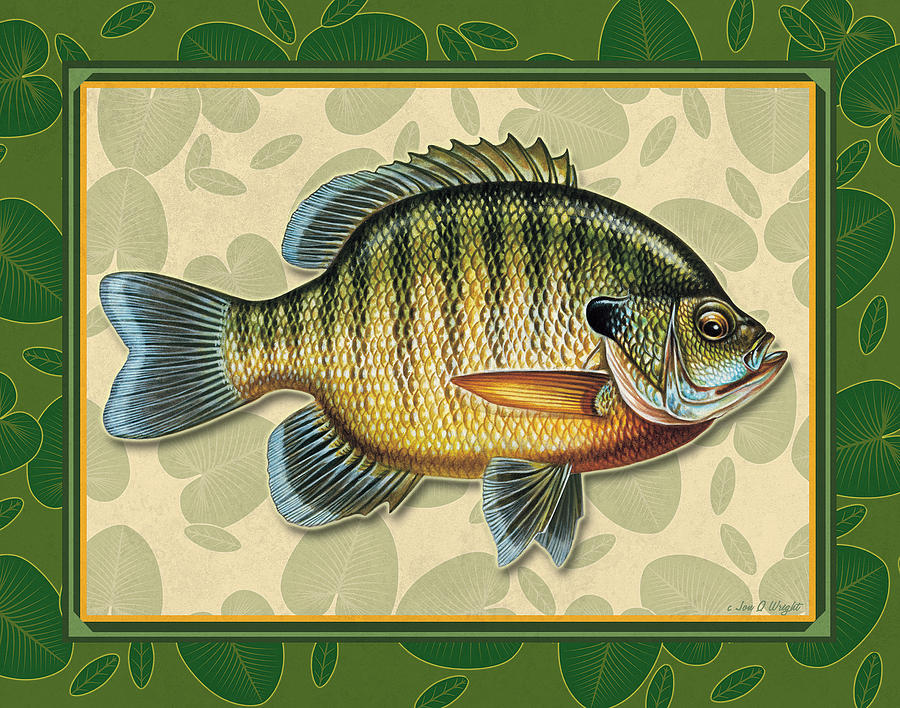 Fish Painting - Blugill and Pads by JQ Licensing