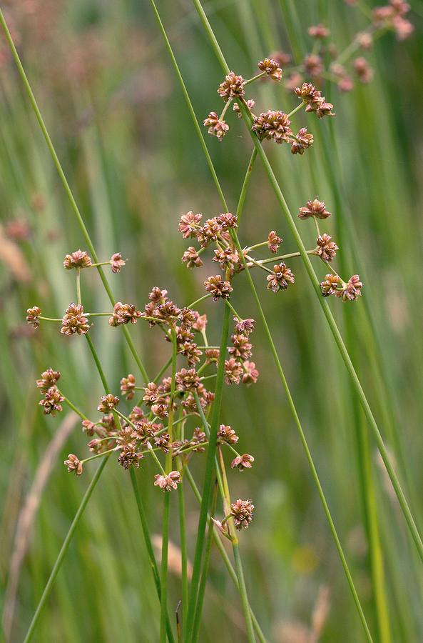 Blunt-flowered Rush (juncus Subnodulosus) In Flower Photograph by Bob Gibbons/science Photo Library