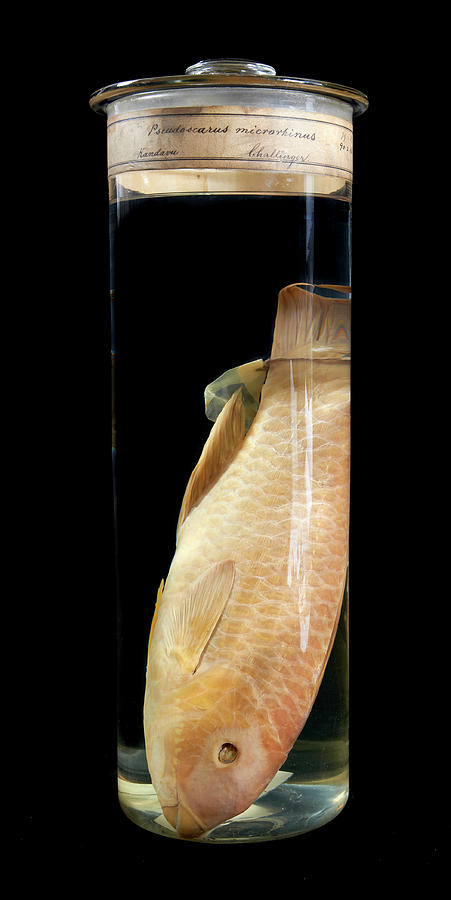 Fish Photograph - Blunt-head Parrotfish by Natural History Museum, London
