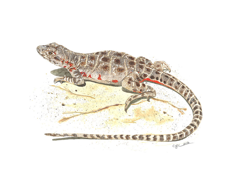 Nature Painting - Blunt-nosed Leopard Lizard  by Cindy Hitchcock
