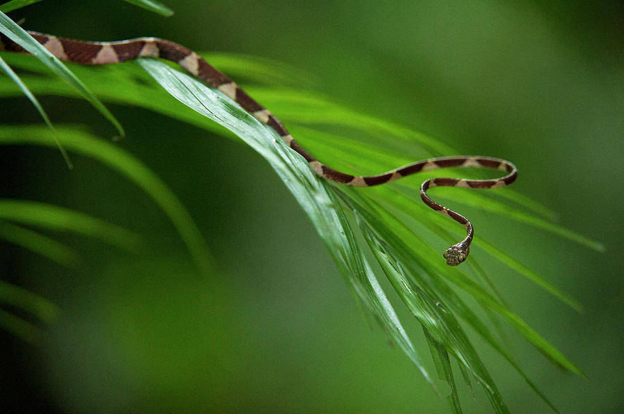 Jungle Photograph - Blunthead Tree Snake (imantodes Cenchoa by Pete Oxford
