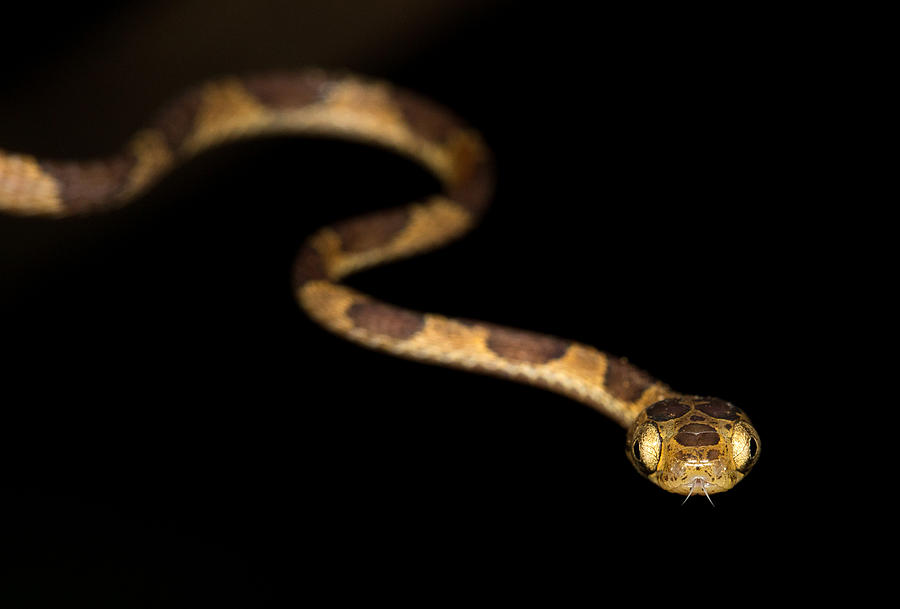 Blunthead Tree Snake Photograph by Max Waugh